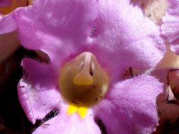 Harveya pumila flower