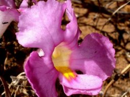 Harveya pumila flower