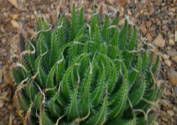 Haworthia arachnoidea var. aranea