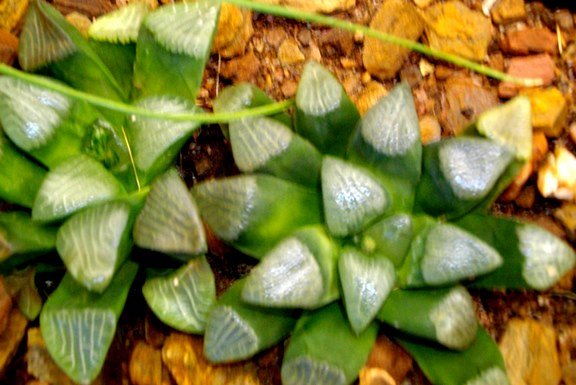 Haworthia bayeri greener lower down