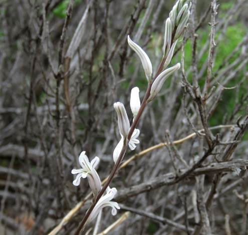 Haworthia blackburniae flowers