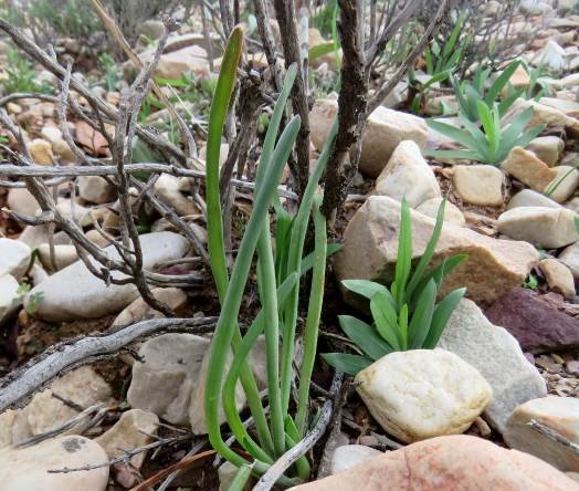 Haworthia blackburniae leaves