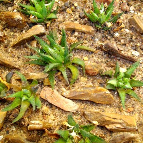 Haworthia chloracantha