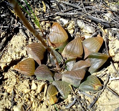 Haworthia emelyae