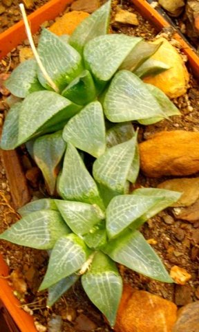 Haworthia emelyae var. comptoniana