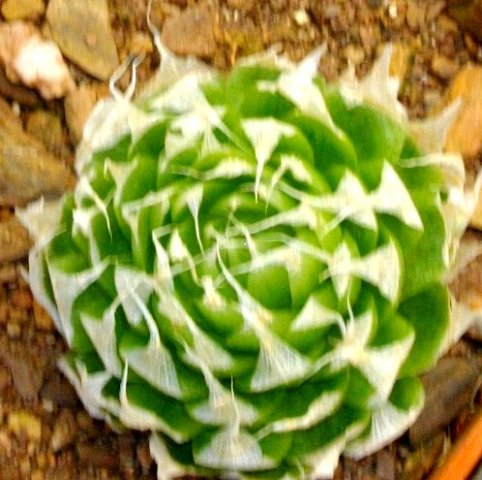 Haworthia lockwoodii drying out for summer