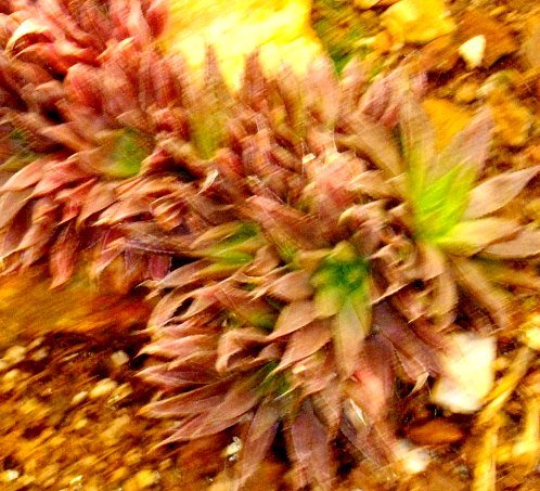 Haworthia maculata var. maculata