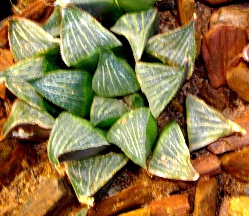 Haworthia magnifica var. magnifica burglar bars