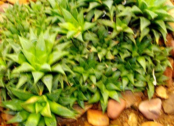 Haworthia mirabilis var. paradoxa