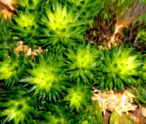 Haworthia pulchella var. globifera