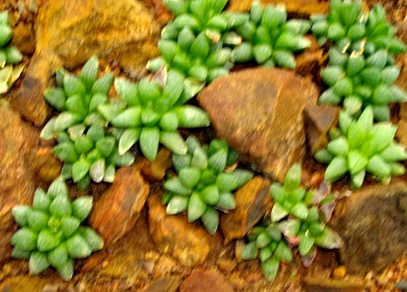 Haworthia retusa var. suberecta