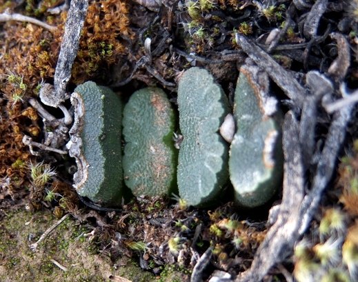 Haworthia truncata var. truncata