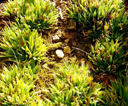 Haworthia zantneriana var. zantneriana