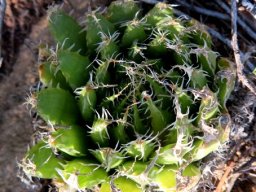 Haworthia
