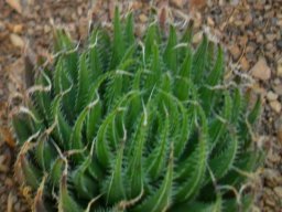 Haworthia arachnoidea var. aranea