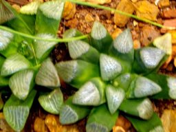 Haworthia bayeri greener lower down