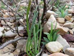 Haworthia blackburniae leaves