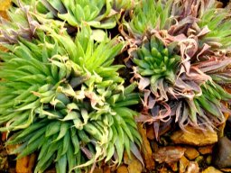 Haworthia cooperi