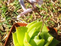 Haworthia cymbiformis