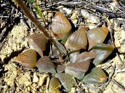 Haworthia emelyae