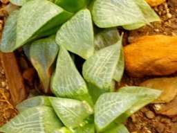 Haworthia emelyae var. comptoniana