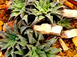 Haworthia emelyae var. major