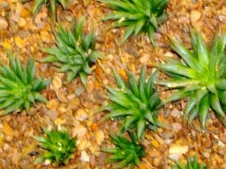 Haworthia heidelbergensis var. toonensis
