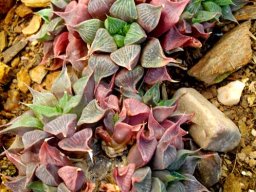 Haworthia magnifica var. acuminata