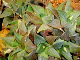 Haworthia magnifica var. magnifica