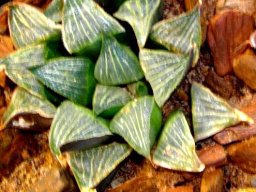 Haworthia magnifica var. magnifica burglar bars