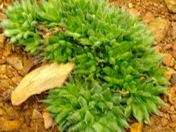 Haworthia monticola 