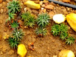 Haworthia parksiana