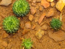 Haworthia pulchella var. pulchella