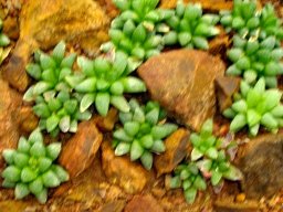 Haworthia retusa var. suberecta