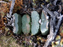Haworthia truncata var. truncata