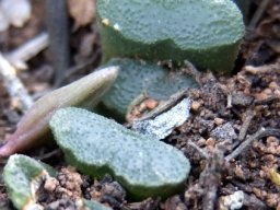 Haworthia truncata var. truncata, all it shows when not flowering