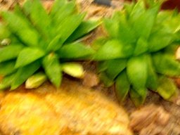 Haworthia turgida