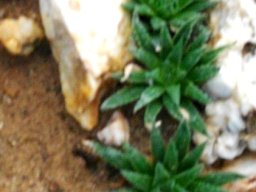 Haworthia variegata var. modesta