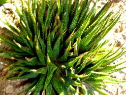 Haworthia variegata var. variegata