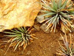 Haworthia wittebergensis
