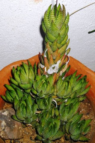 Haworthiopsis reinwardtii