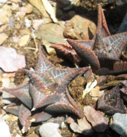 Haworthiopsis tessellata