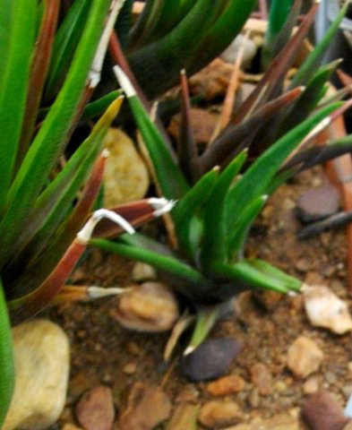 Haworthiopsis longiana