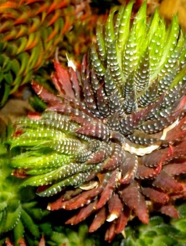 Haworthiopsis reinwardtii var. reinwardtii leaves