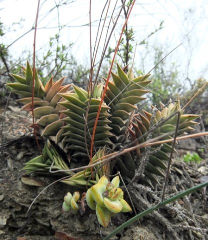 Haworthiopsis viscosa new leaf addition