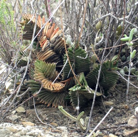 Haworthiopsis viscosa twisting or not