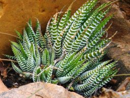 Haworthiopsis attenuata var. attenuata