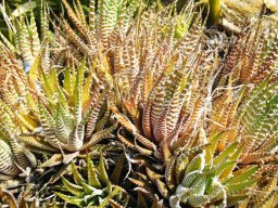 Haworthiopsis attenuata forma clariperla