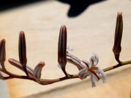 Haworthiopsis attenuata var. attenuata flowers