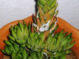 Haworthiopsis reinwardtii